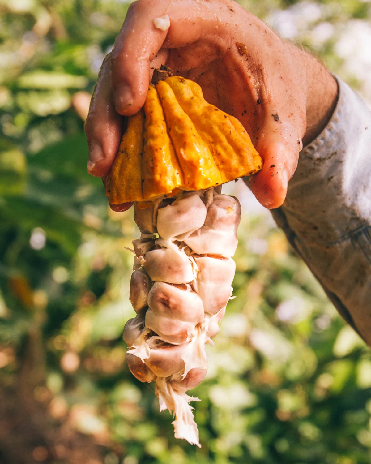 A hand holding a vibrant yellow cacao pod, revealing the creamy white seeds inside against a green background.